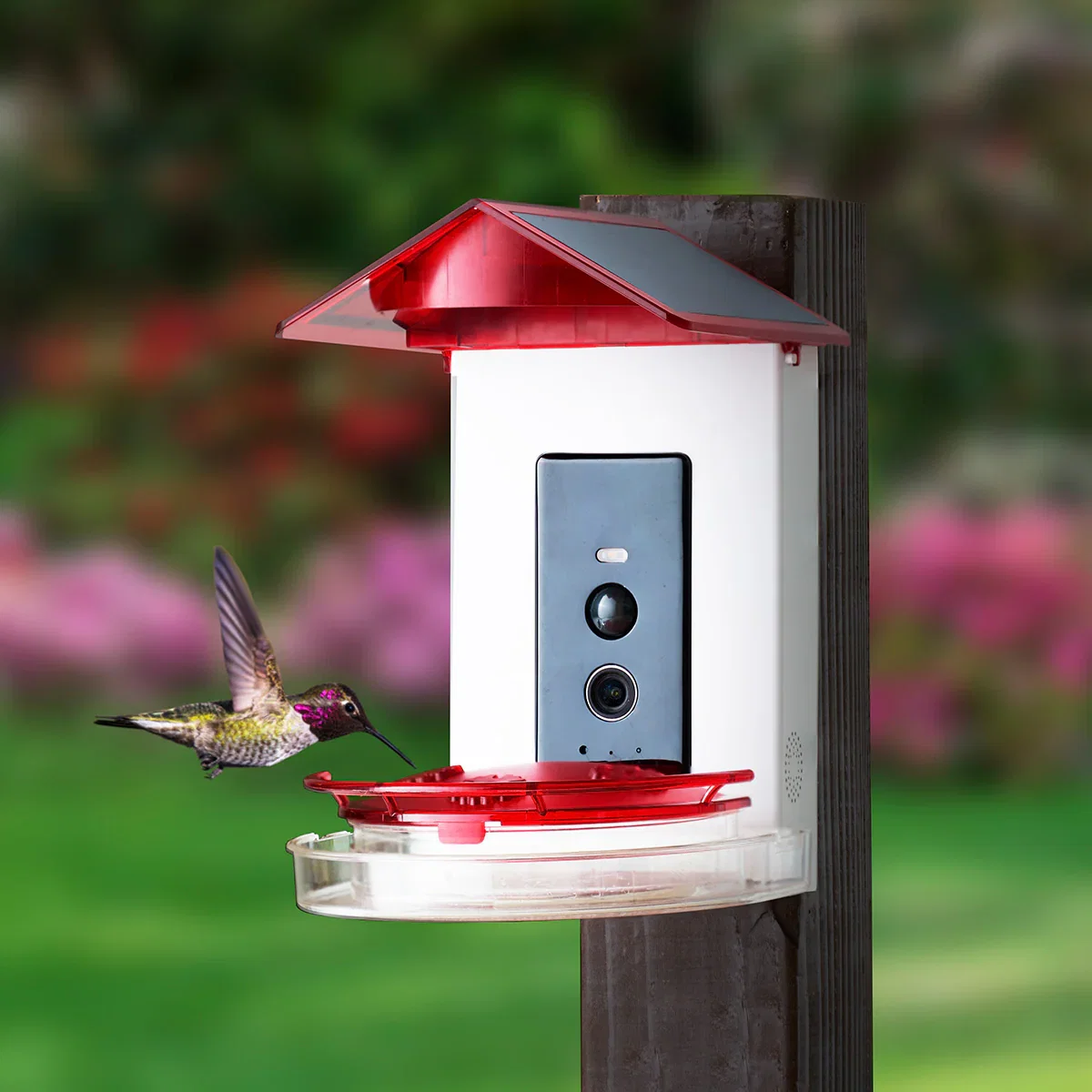 Image of Video Camera Hummingbird Feeder by Sharper Image