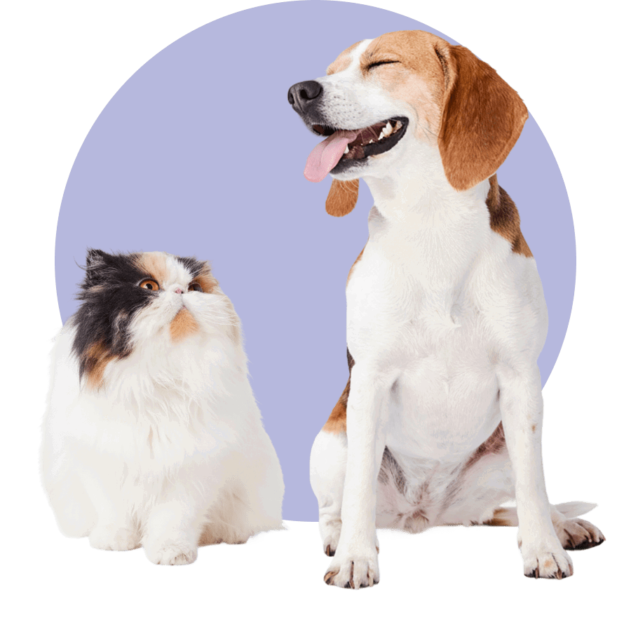 Dog & Cat smiling
