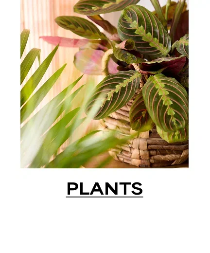 Plants