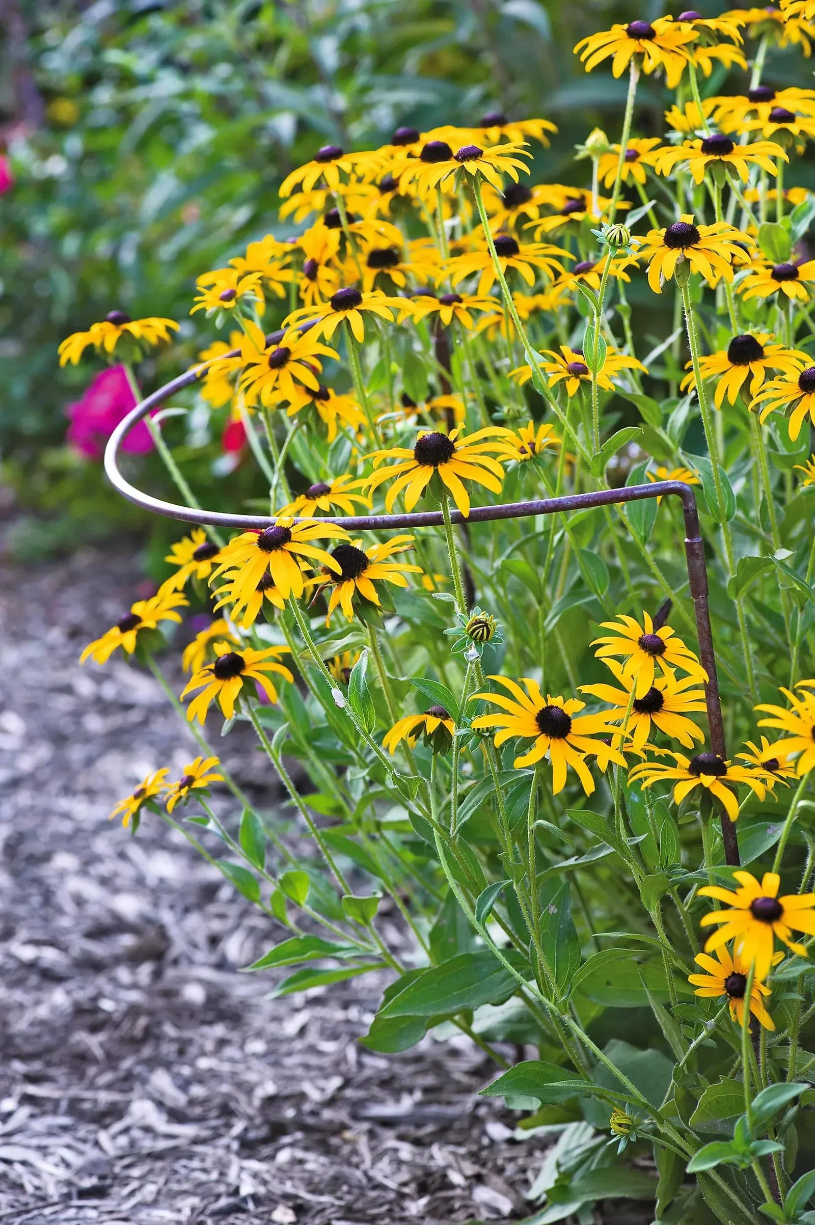 Image of Jardin™ Half-Round Plant Supports, Set of 2