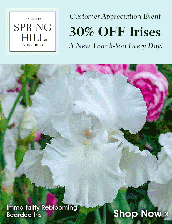TODAY ONLY: 30% OFF Irises
