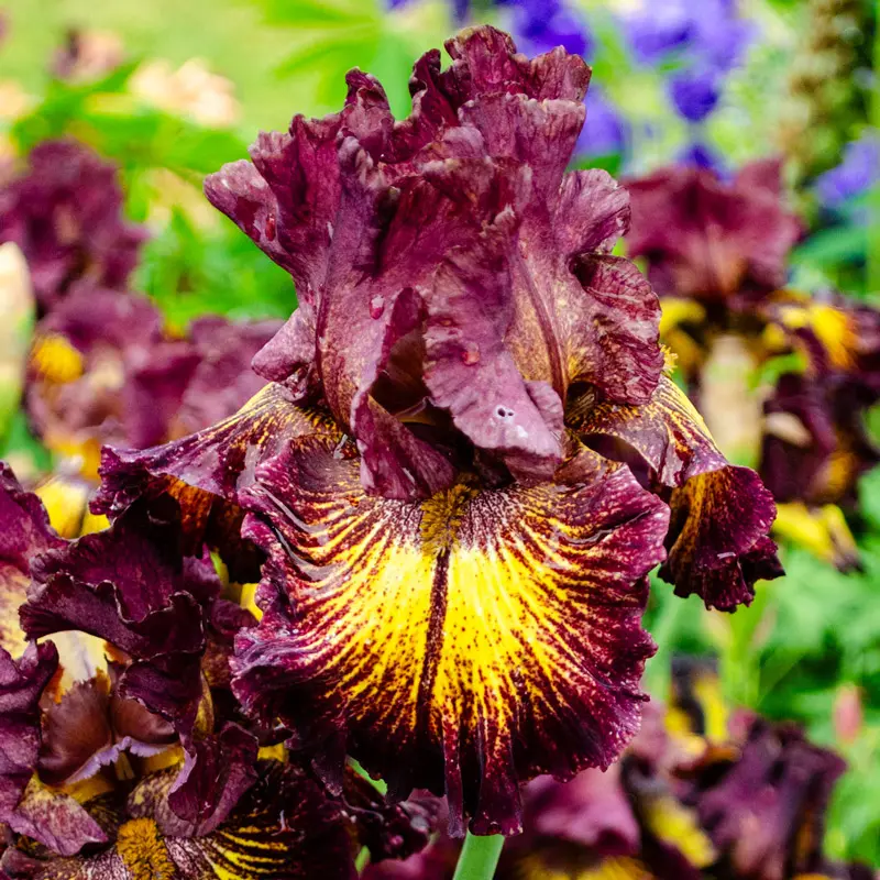 High Octane Bearded Iris