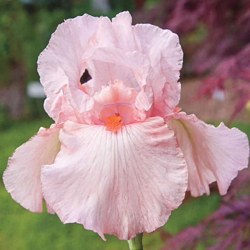 Pink Attraction Reblooming Iris