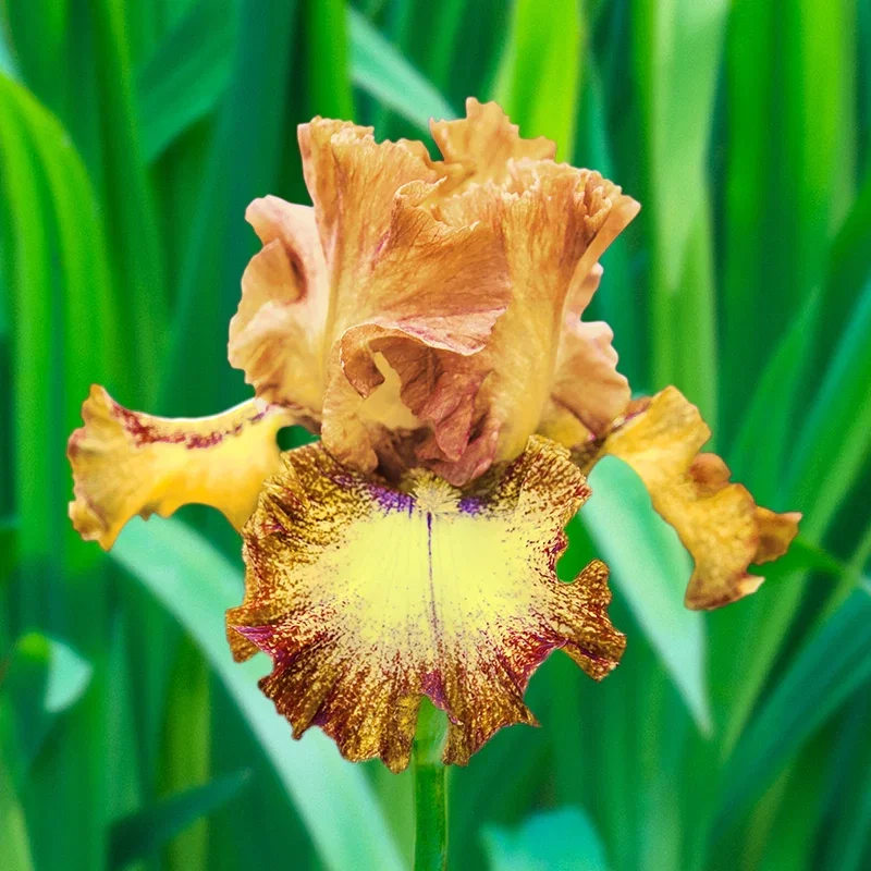 Dog Days Bearded Iris
