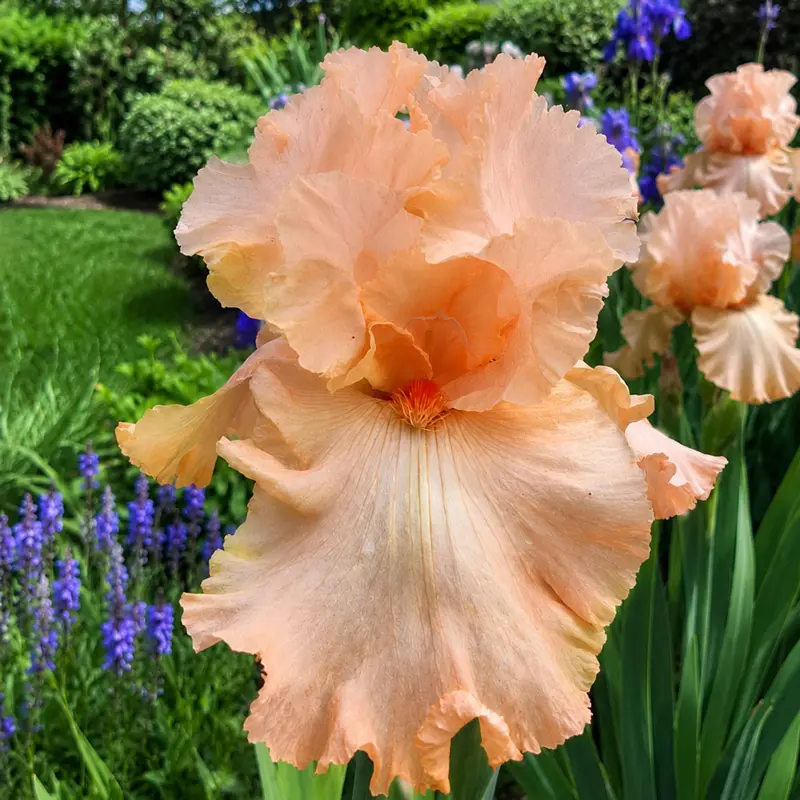 You're a Peach Bearded Iris
                  