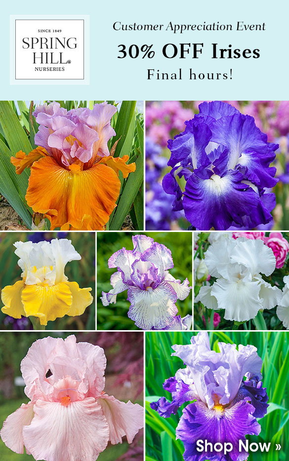 TODAY ONLY: 30% OFF Irises