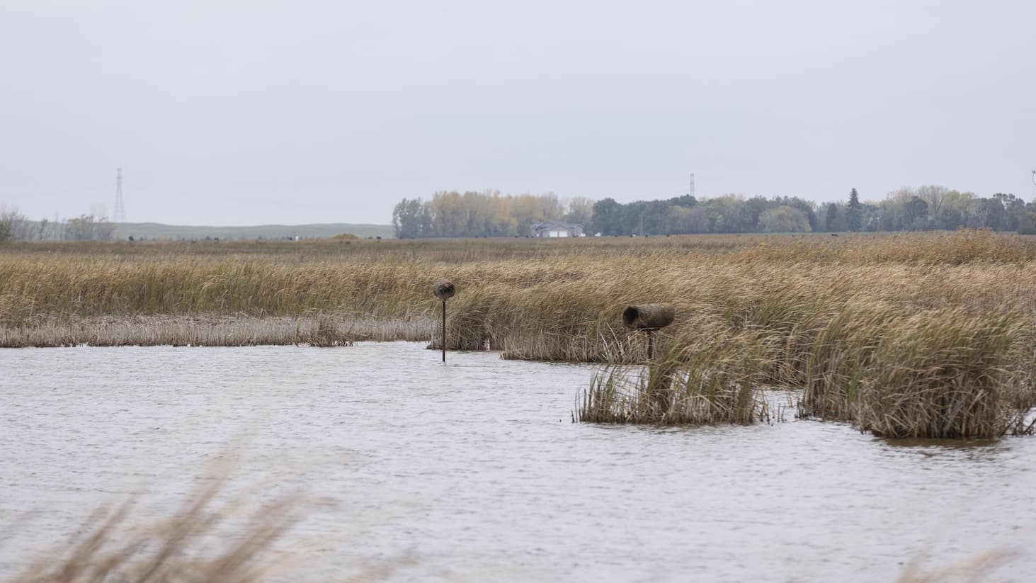duck nests