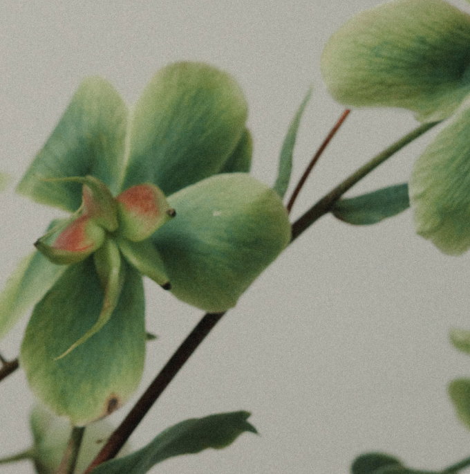 A close-up of pale green leaves and stems with soft pink accents against a light neutral background.