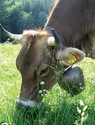 grass-fed cow