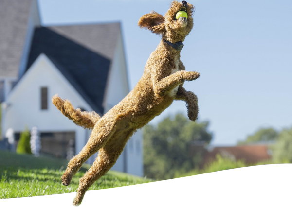 Dog jumping to catch tennis ball in mouth