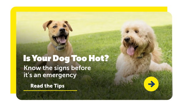 Is your dog too hot? Know the signs before it's an emergency. Read the Tips.