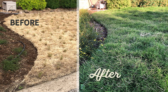 Dog Tuff Before and After