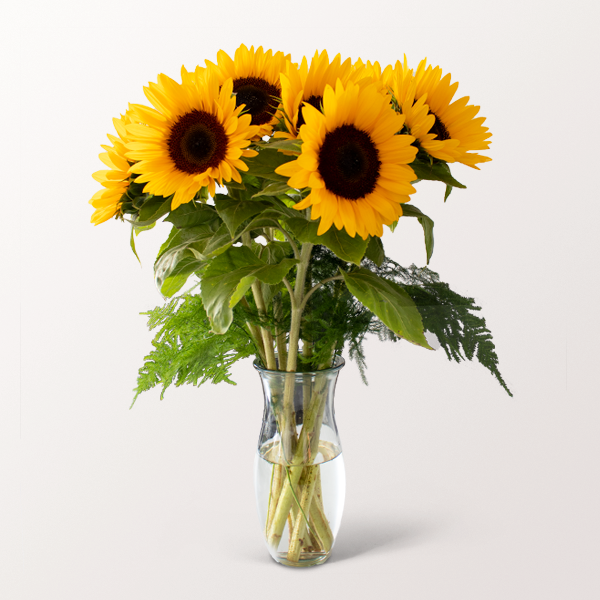 7 Sonnenblumen im Bund mit 2 Gratis-Geschenken für 27,99 €