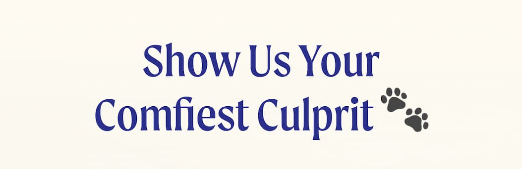 Show Us Your Conflict Culprit 🐾