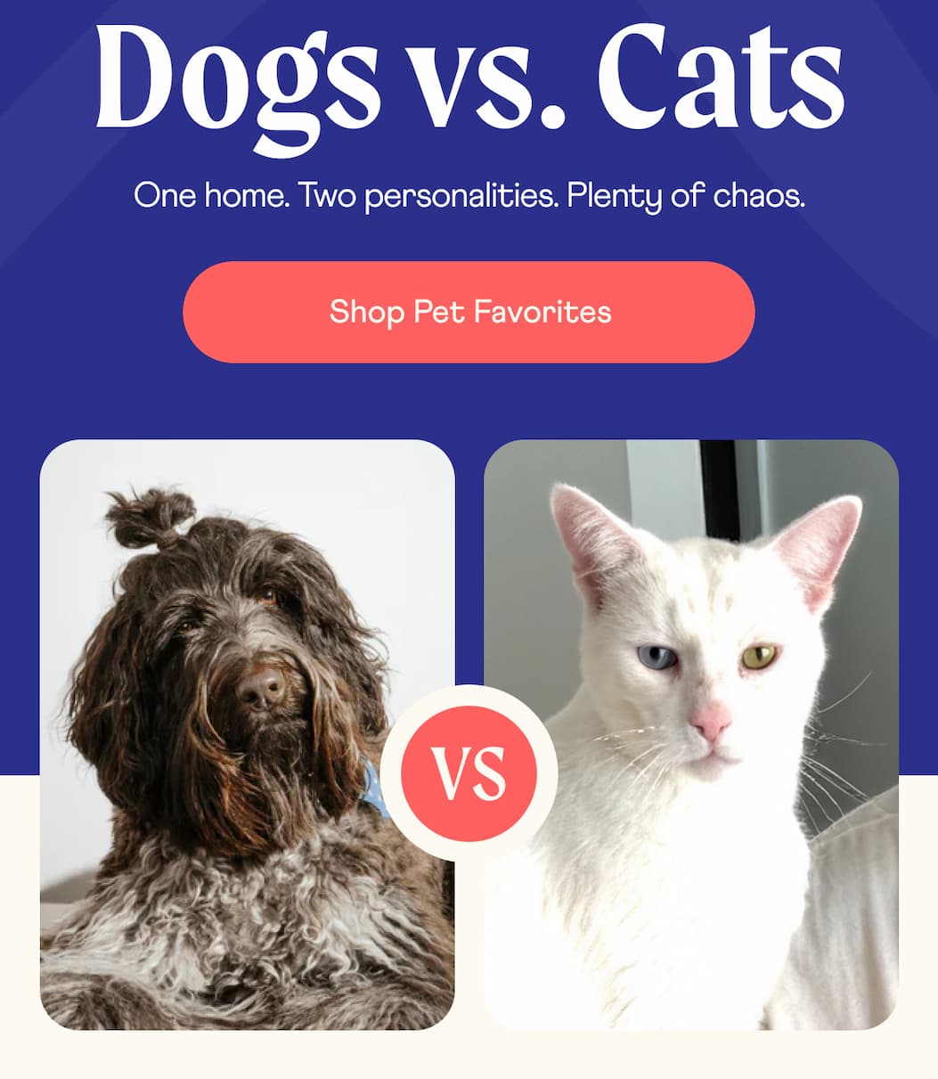 Dogs vs. Cats  | One home. Two personalities.  Plenty of chaos. | Shop PAW Favorites