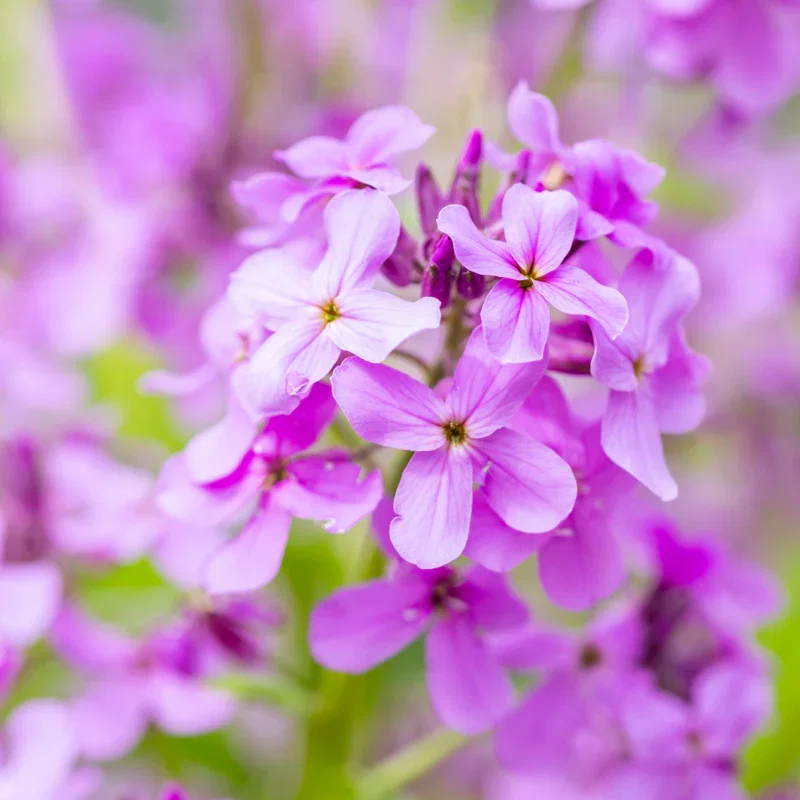 Lunaria annua - Seeds