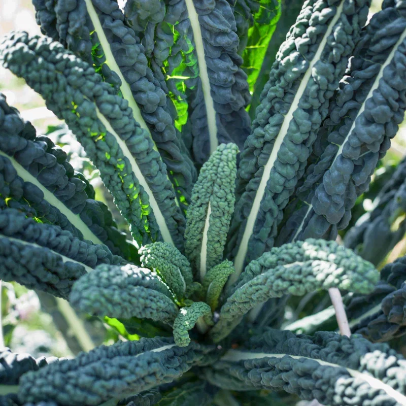 Kale 'Nero di Toscana' Seeds