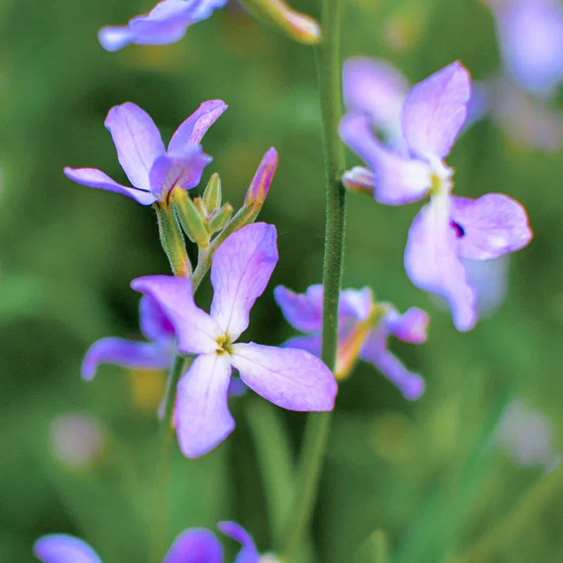 Matthiola bicornis - Seeds