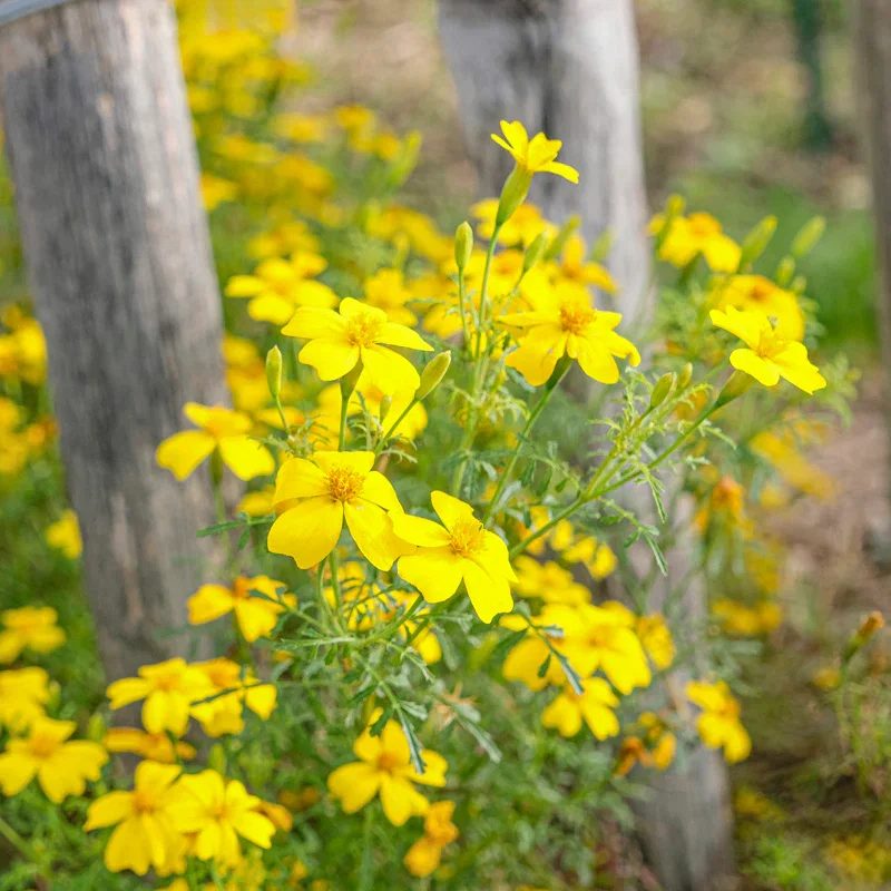 Tagetes 'Lemon Gem' Seeds
