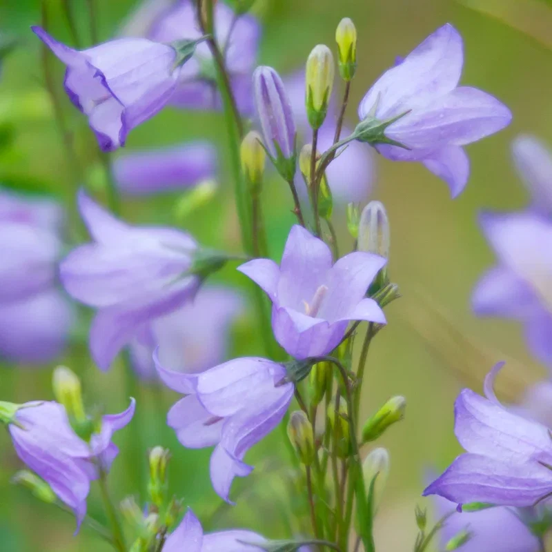 Campanula rotundifolia - Harebell Seeds