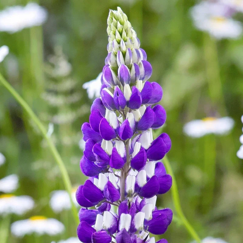 Lupinus 'The Governor' Seeds