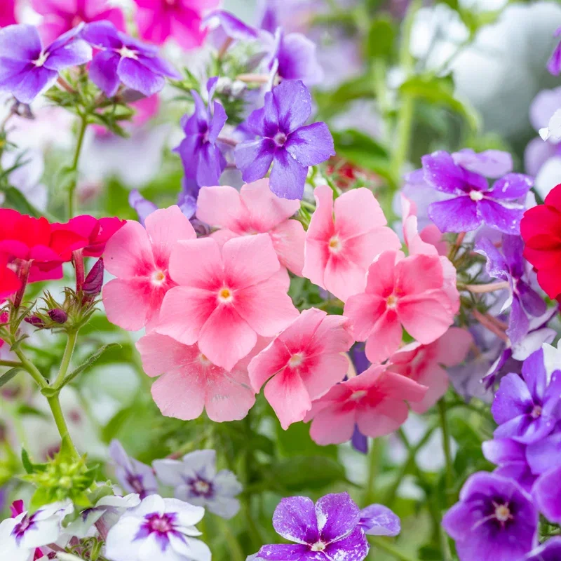 Phlox drummondii 'Tapestry' Seeds