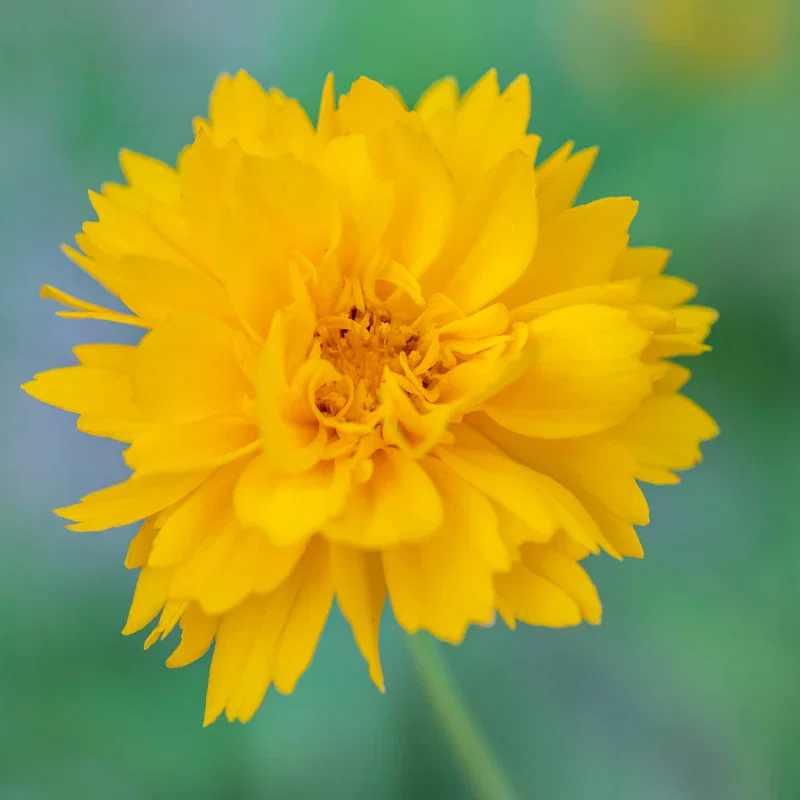 Coreopsis 'Golden Crown' Seeds