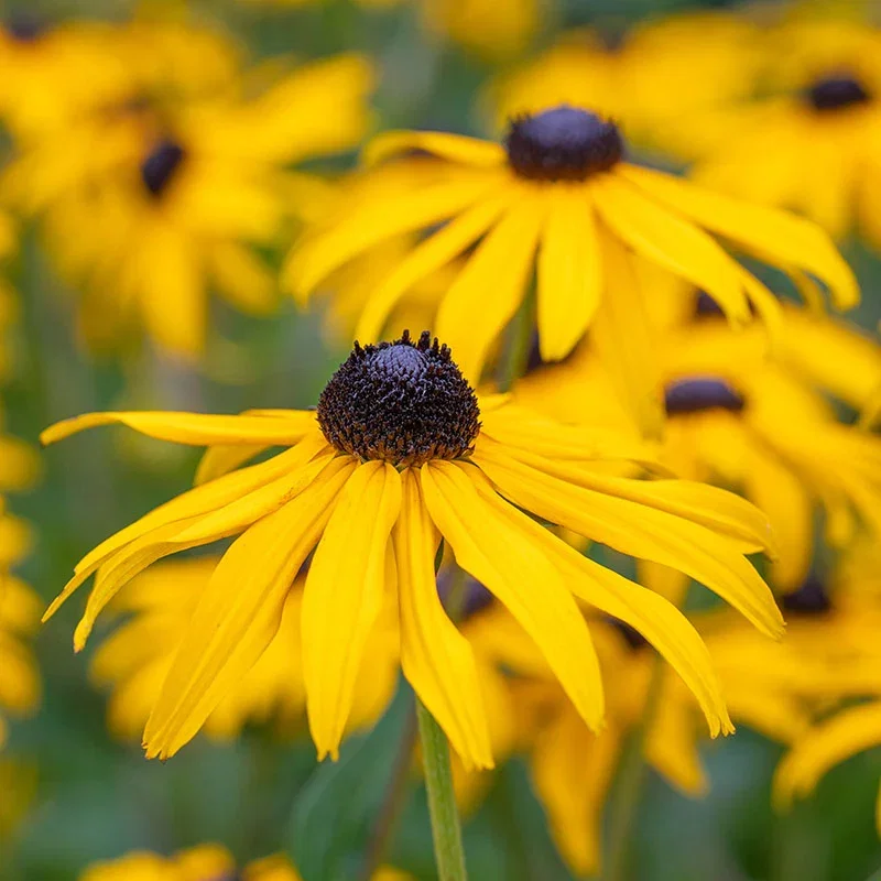 Rudbeckia fulgida 'Goldsturm' Seeds