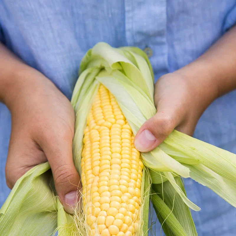 Sweetcorn 'Early Bird' Seeds