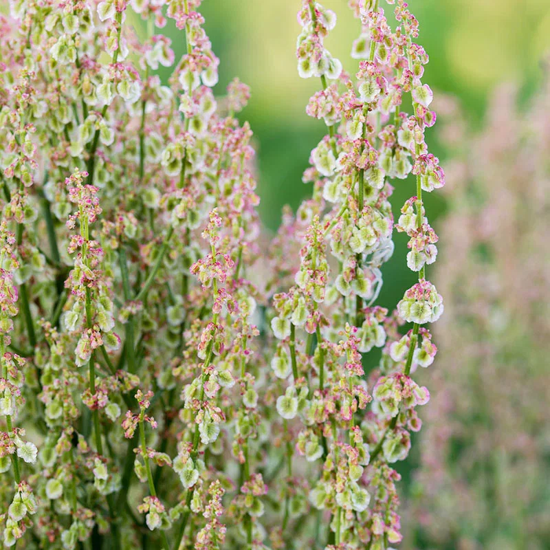 Rumex acetosella - Sheep's Sorrel Seeds