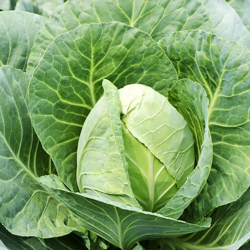 Cabbage 'Greyhound' Seeds