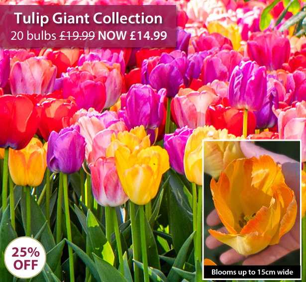 Tulip Giant Collection