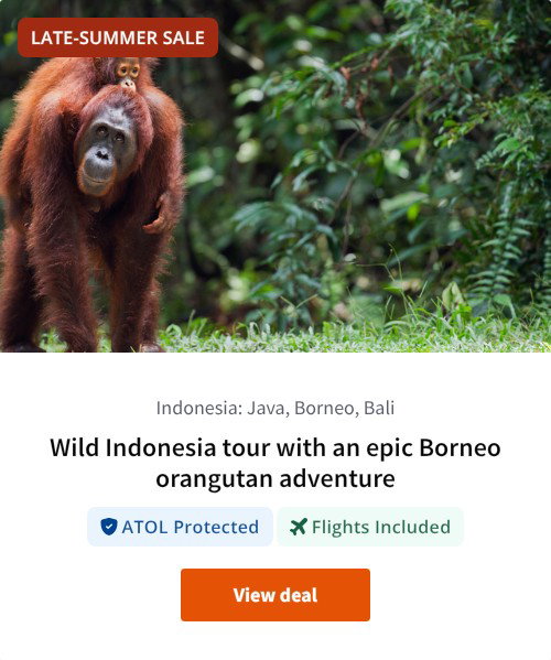 Wild Indonesia tour with an epic Borneo orangutan adventure
