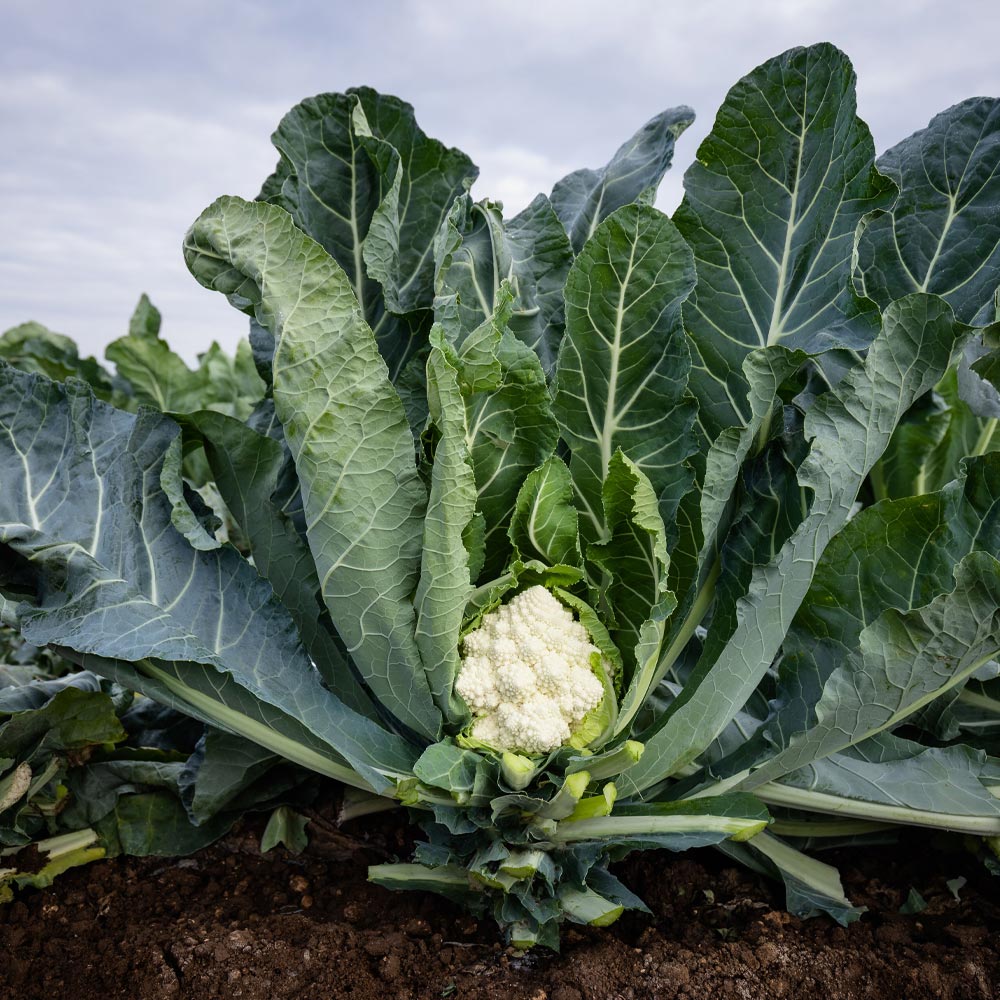 Cauliflower 'Cartesio'