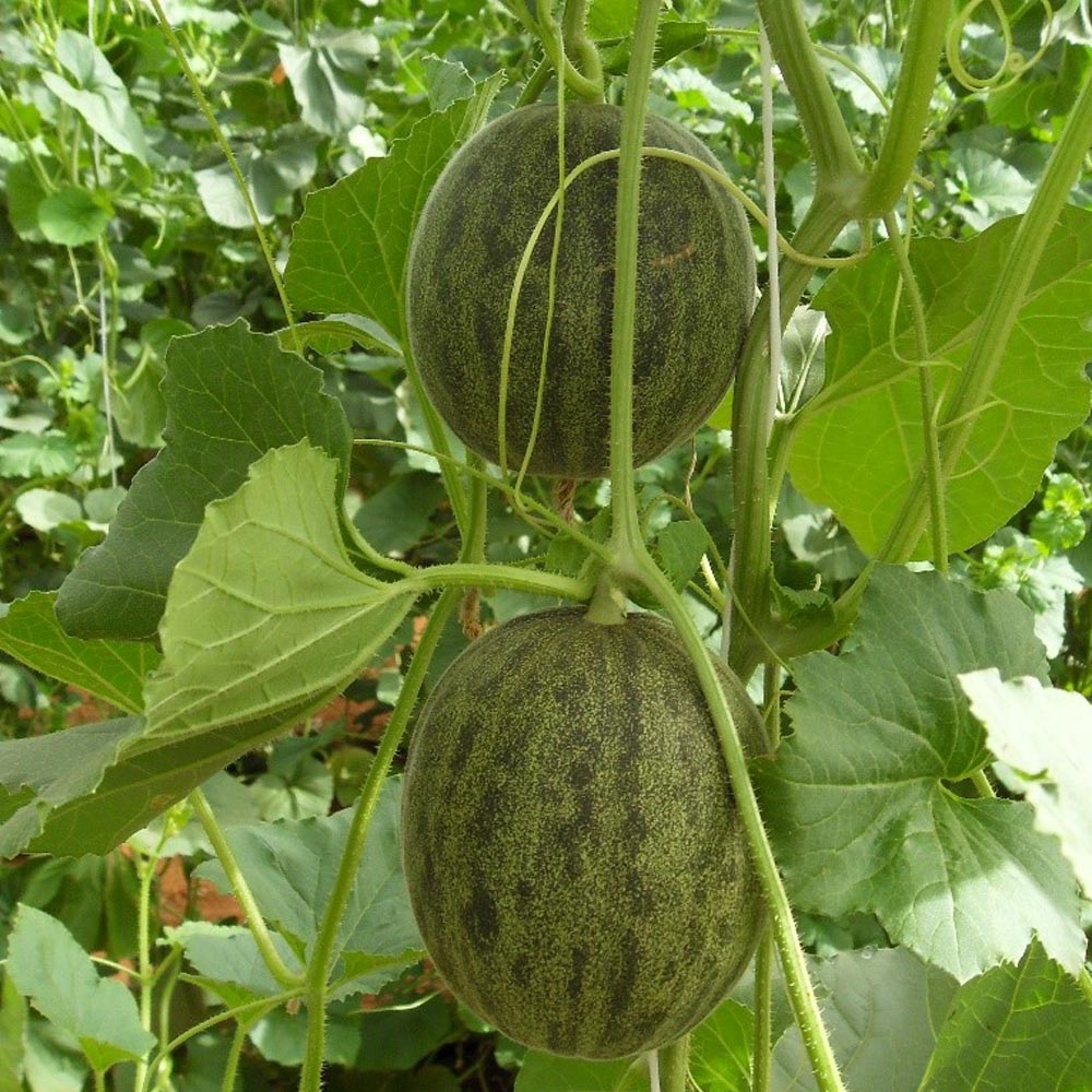 Melon 'Ginger'