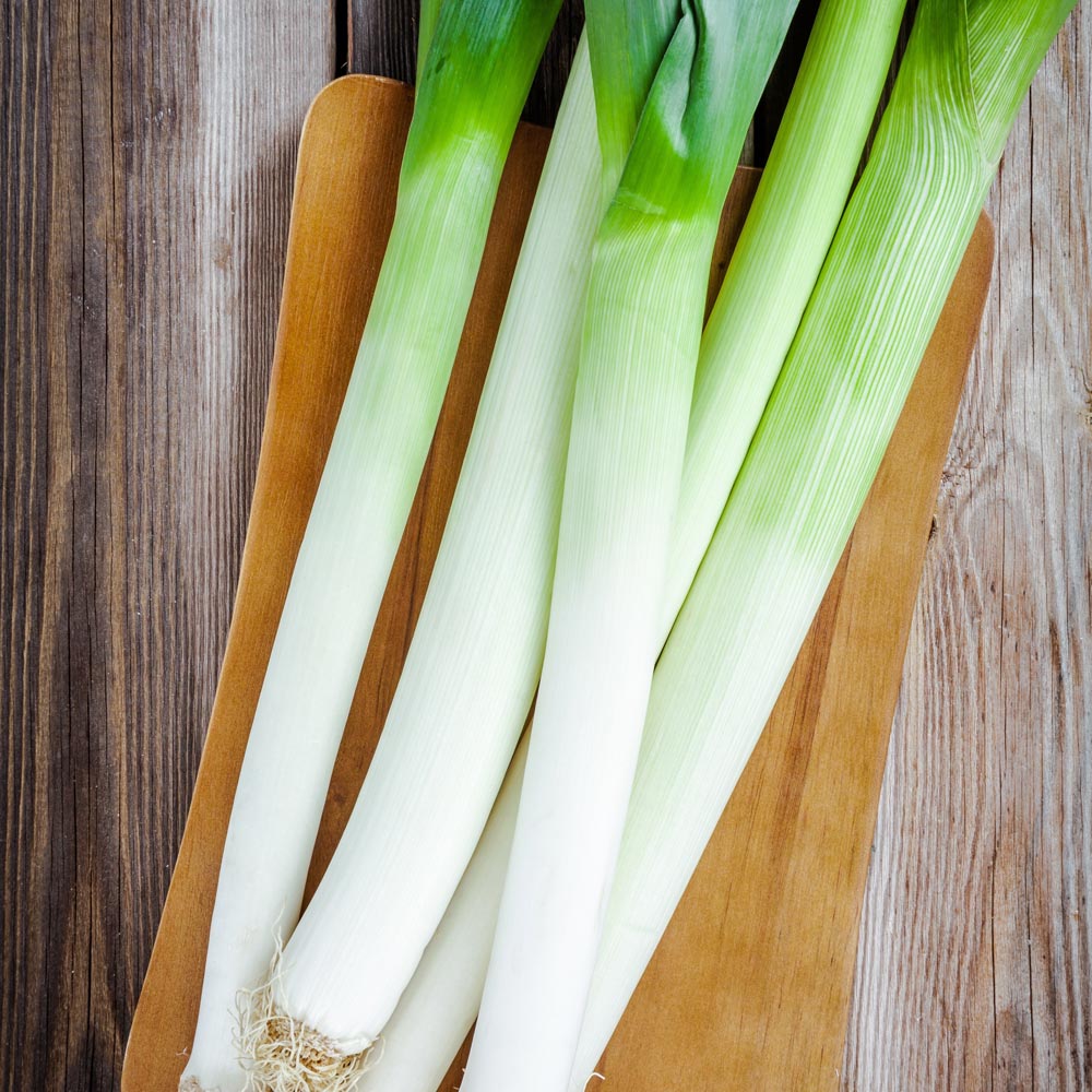 Leek 'Bandit'