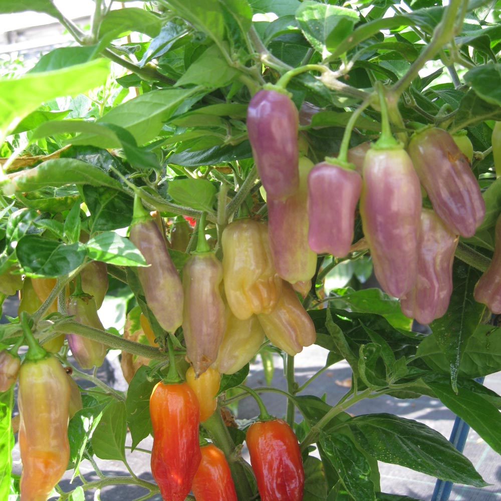Chilli Pepper 'Aroma'
