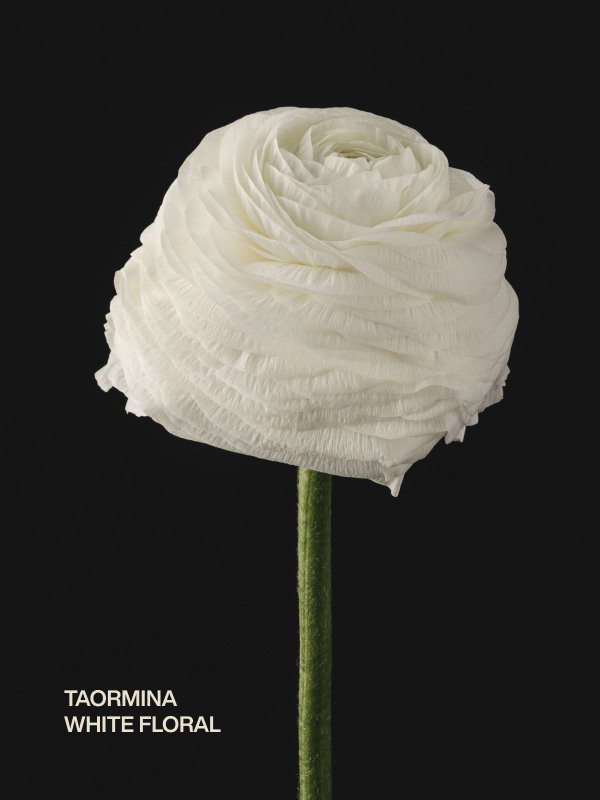 taormina | white floral