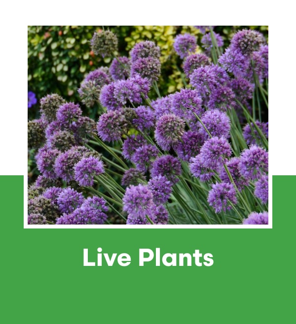 Live Plants