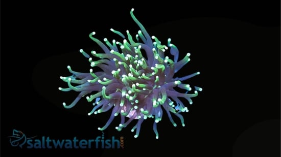 Torch Coral: Dark Green Gradient - Aquacultured