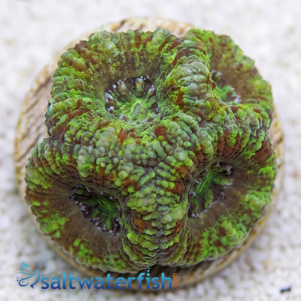 Favia Brain Coral: Frag - Grade A
