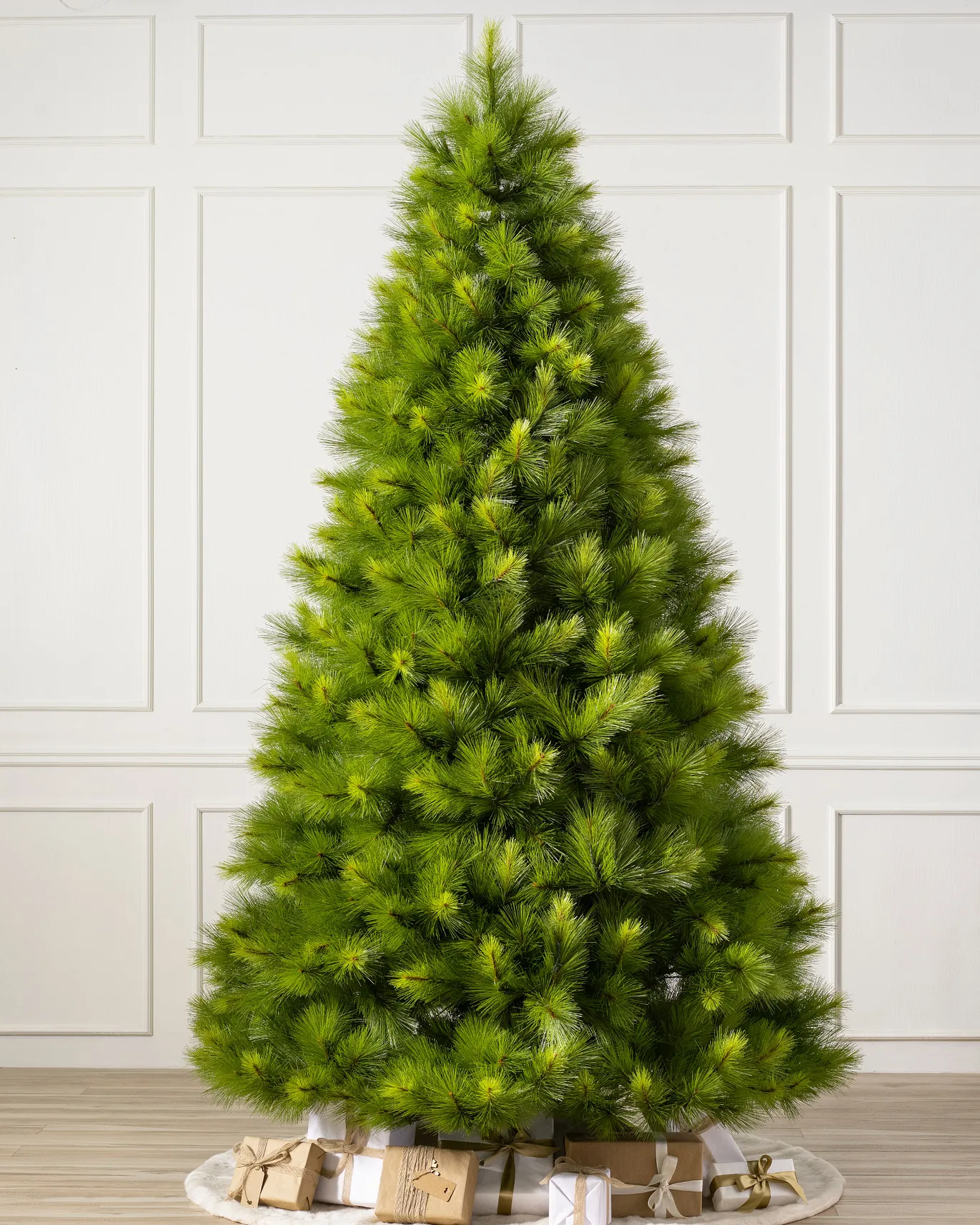 Monterey Pine Tree