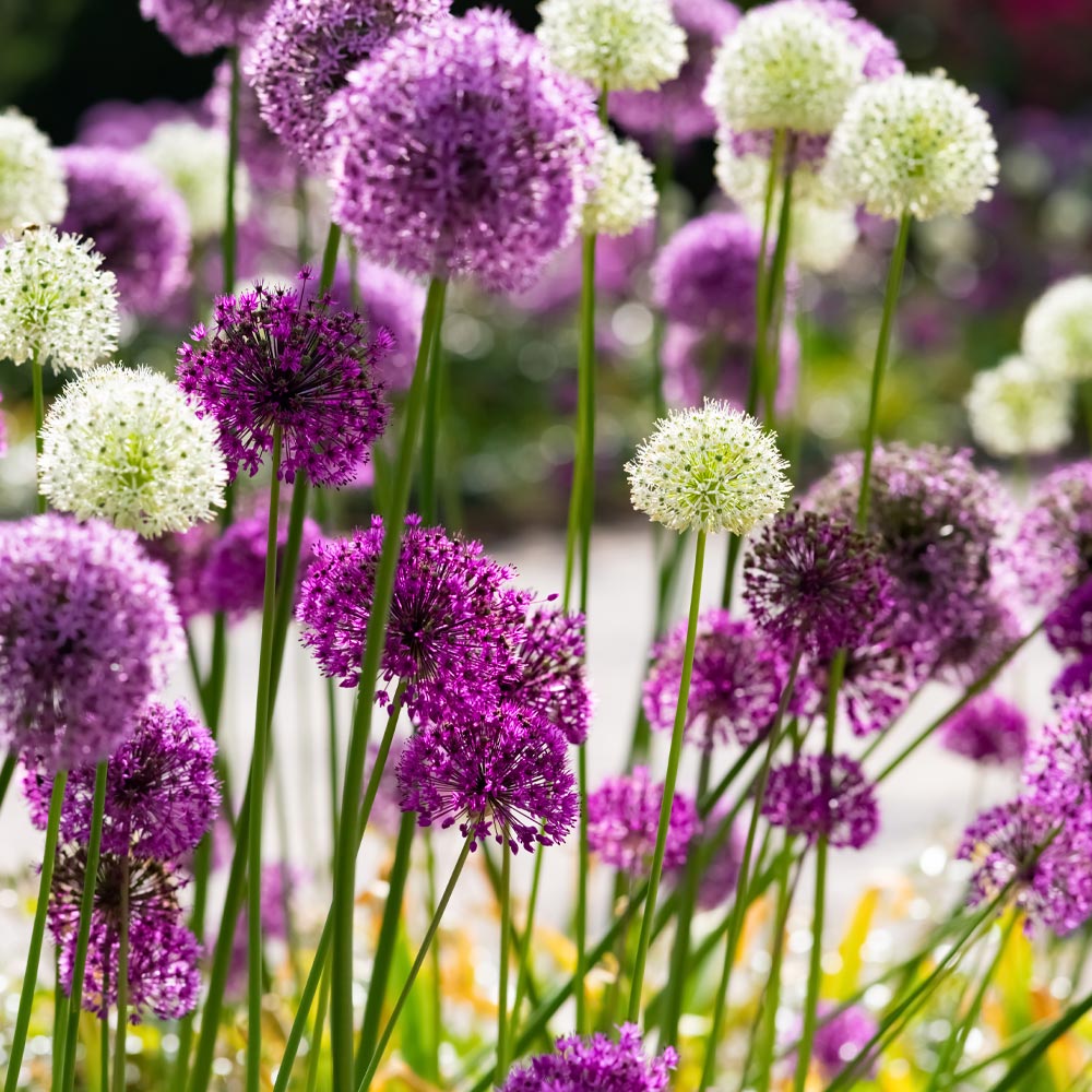 Allium 'Big Impact Mixed'