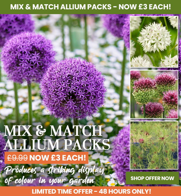Allium Mix & Match