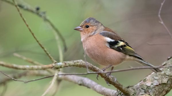 Chants d'oiseaux: allez-vous les reconnaître?