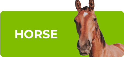 Shop horse