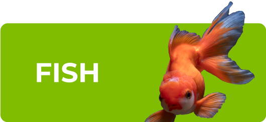 Shop fish