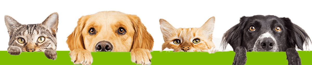 Jumbo Pets