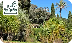 Top 5 des arbres et arbustes à croissance rapide