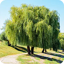 Saule pleureur